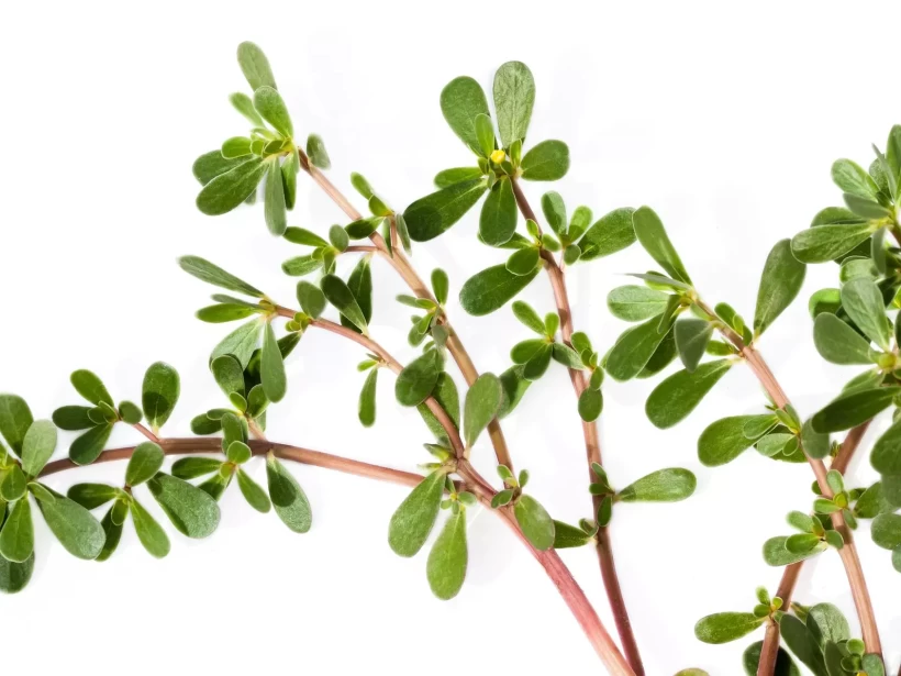 عشبة الرجلة عشبة الرجلة