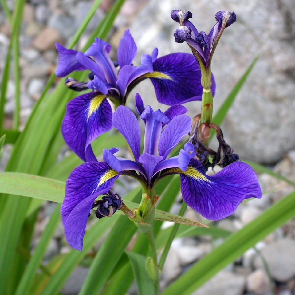 القزحية الزرقاء blue iris القزحية الزرقاء blue iris