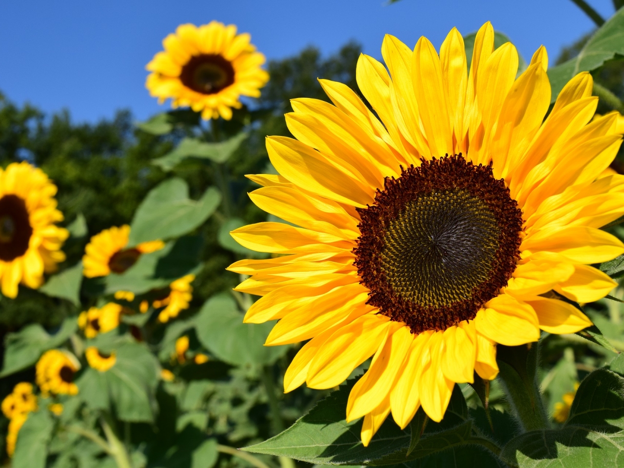 زهرة عباد الشمس SUNFLOWERS زهرة عباد الشمس SUNFLOWERS