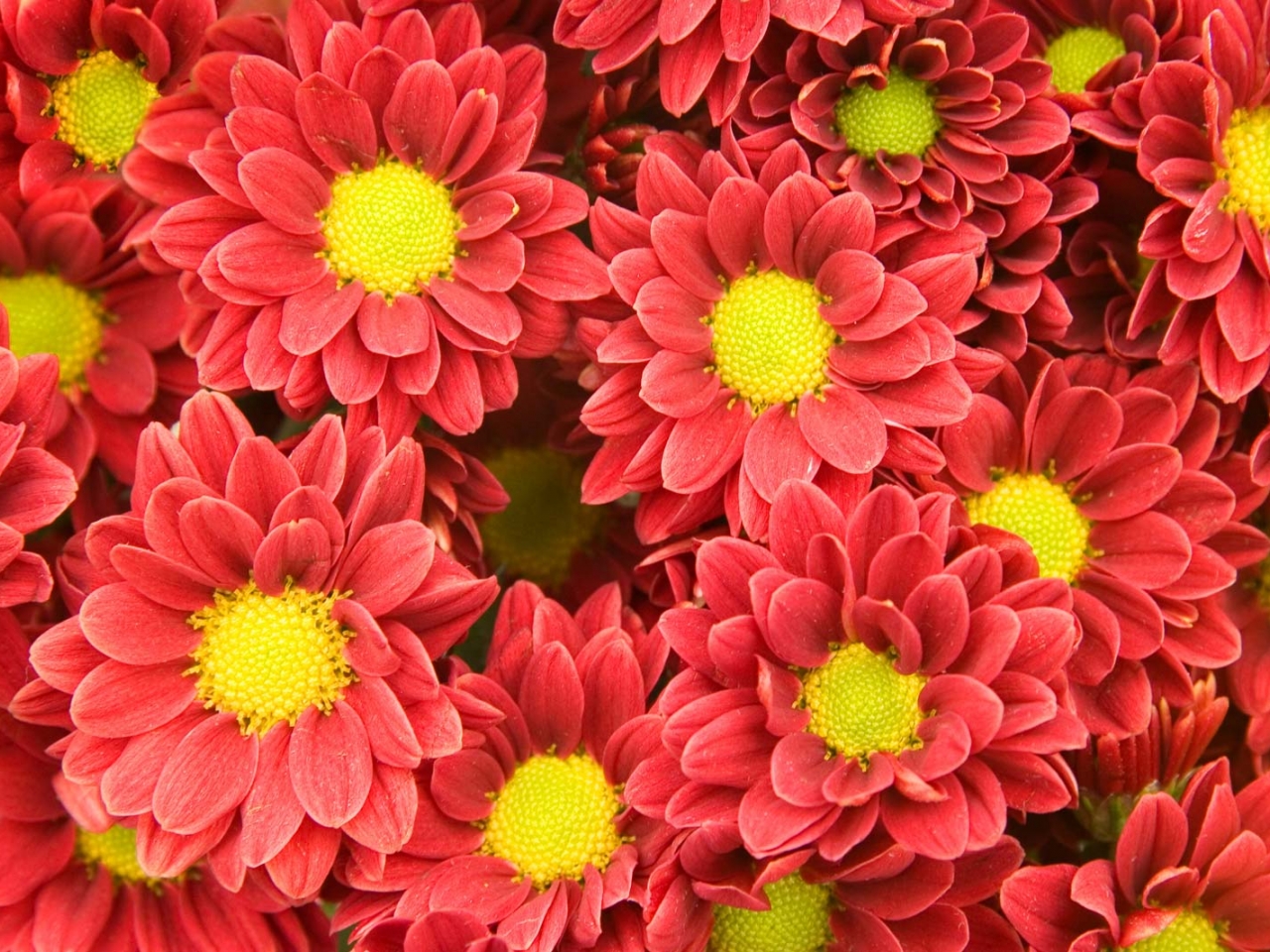 زهرة الأقحوان Chrysanthemum زهرة الأقحوان Chrysanthemum
