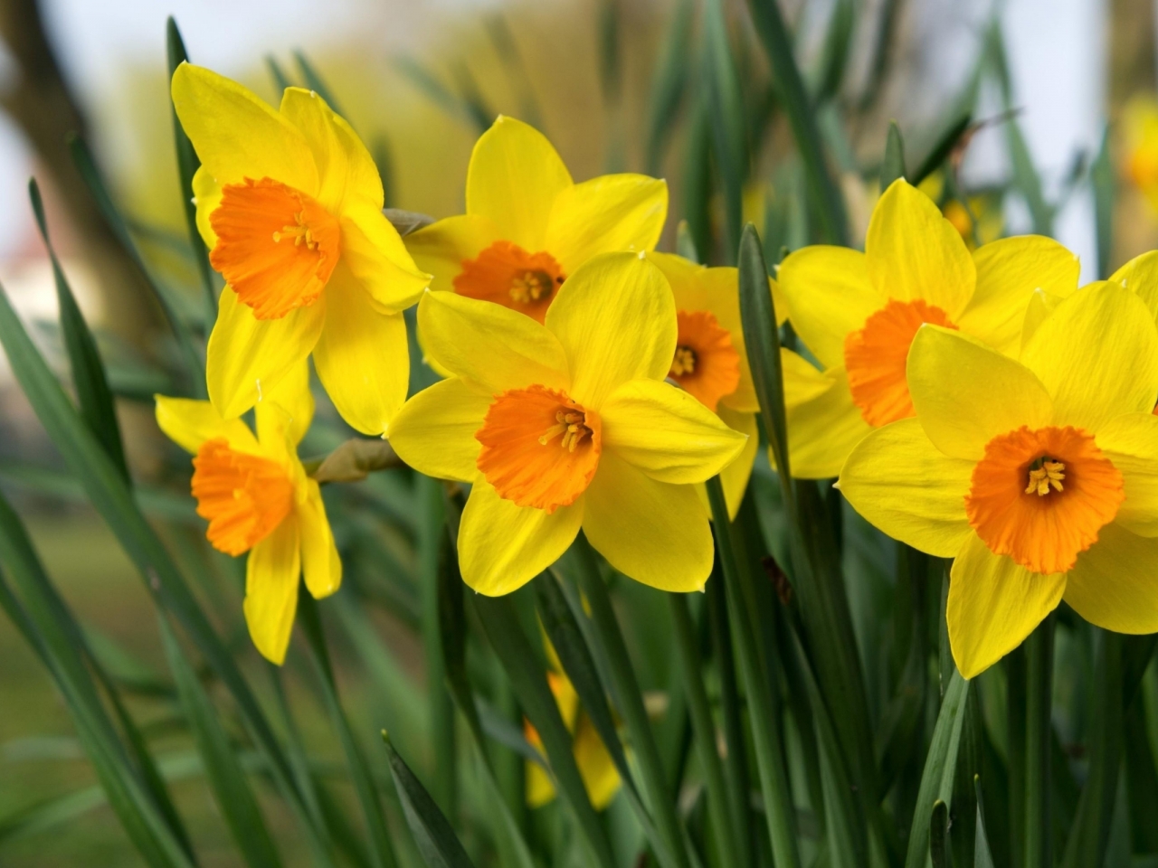 زهرة النرجس dafoddils زهرة النرجس dafoddils