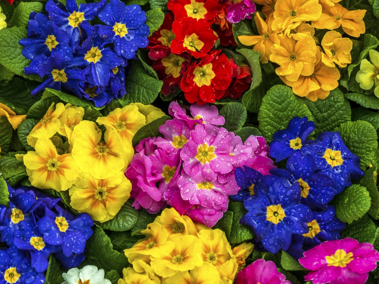 زهرة الربيع زهرة الربيع