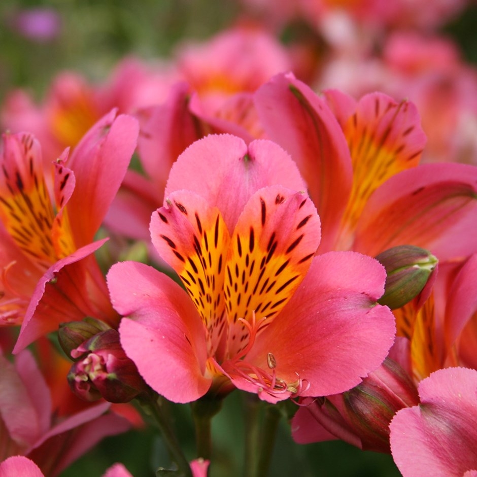 زهرة أليستروميريا Alstroemeria زهرة أليستروميريا Alstroemeria