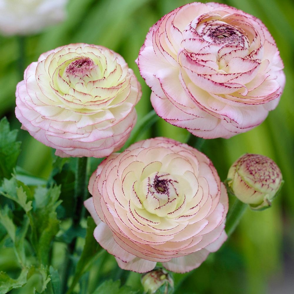 زهرة حوذان ranunculus زهرة حوذان ranunculus