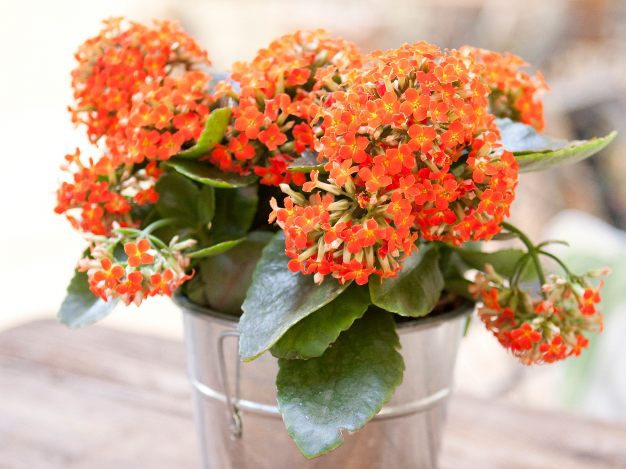 افضل نباتات منزلية مزهرة افضل نباتات منزلية مزهرة