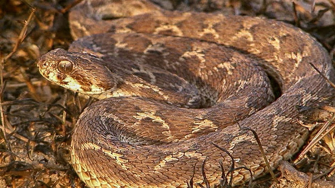 الحية القرعاء Carpet Viper