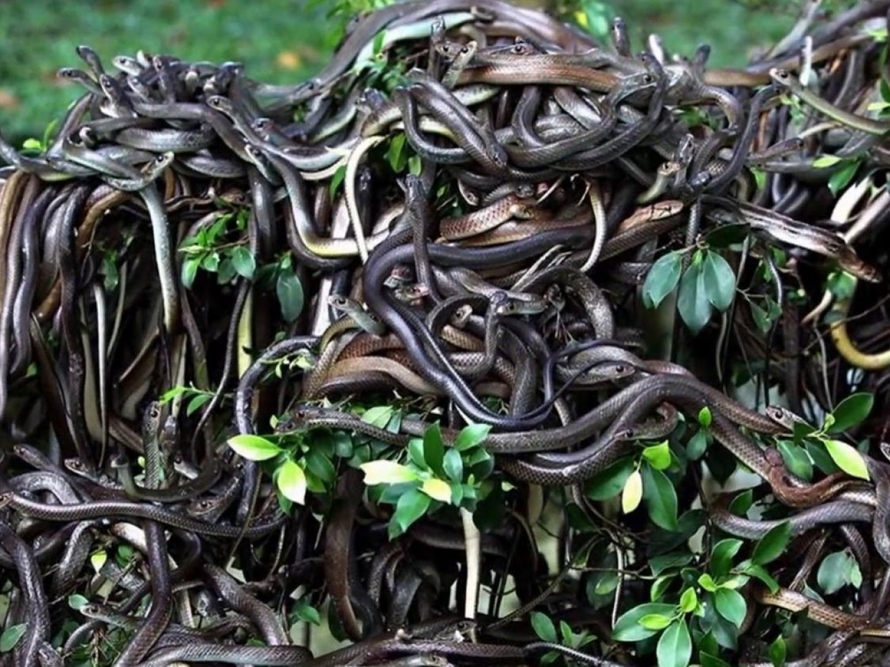 جزيرة الأفعى، البرازيل جزيرة الأفعى، البرازيل