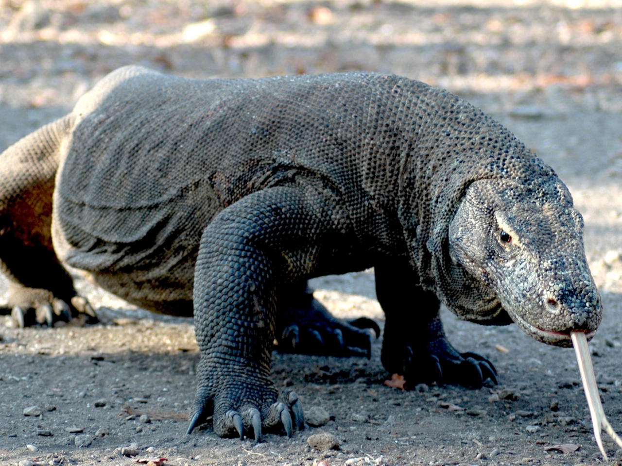 تنين الكومودو