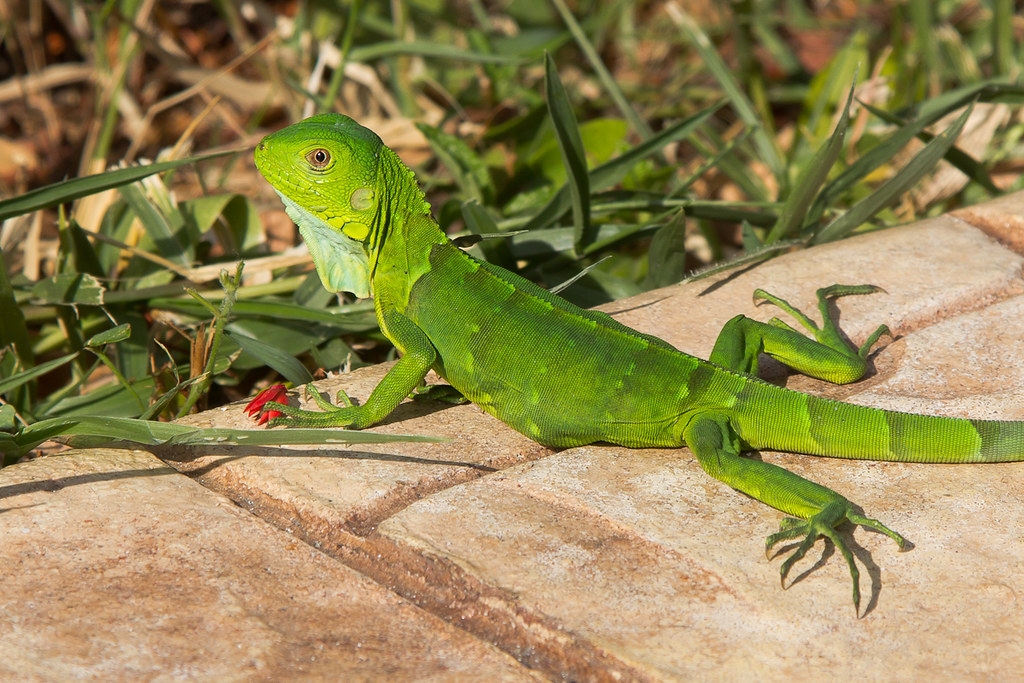الإغوانا الخضراء الإغوانا الخضراء