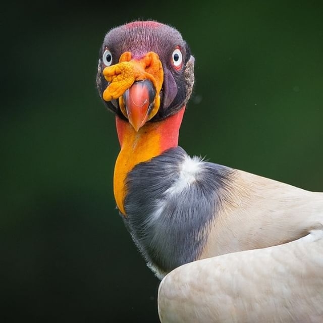 النسر الملك النسر الملك