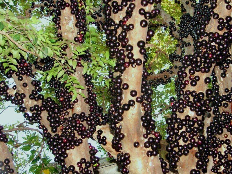 شجرة جابوتيكابا 