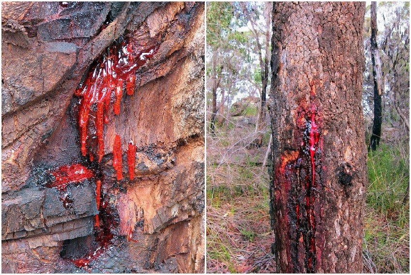 شجرة الدماء