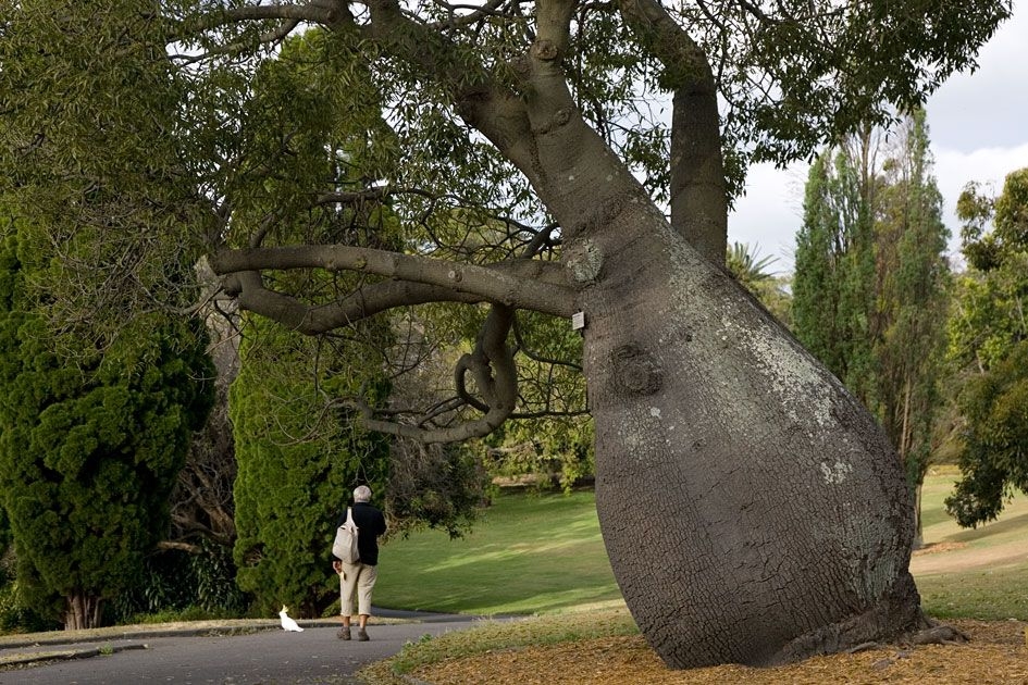 شجرة على شكل قنينة 