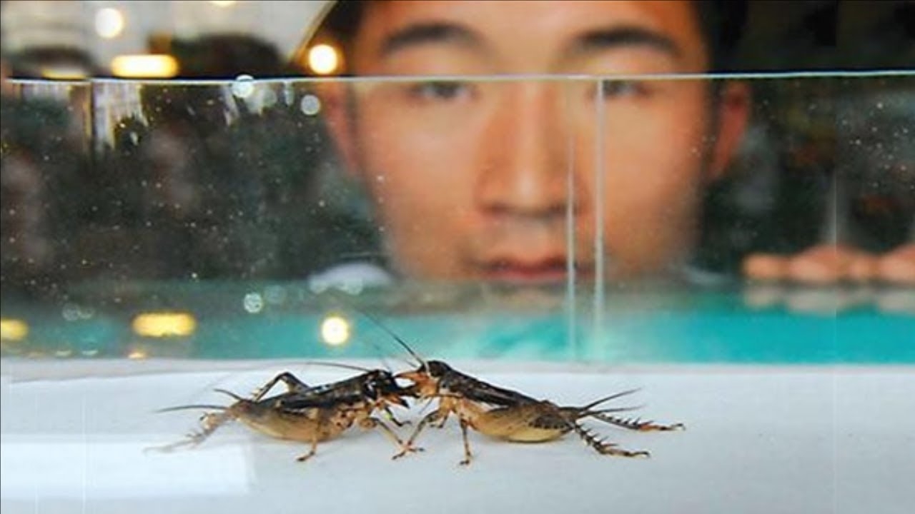 مسابقة للصراصير الصين مسابقة للصراصير الصين