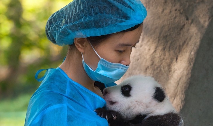 مكانة الباندا الصين مكانة الباندا الصين